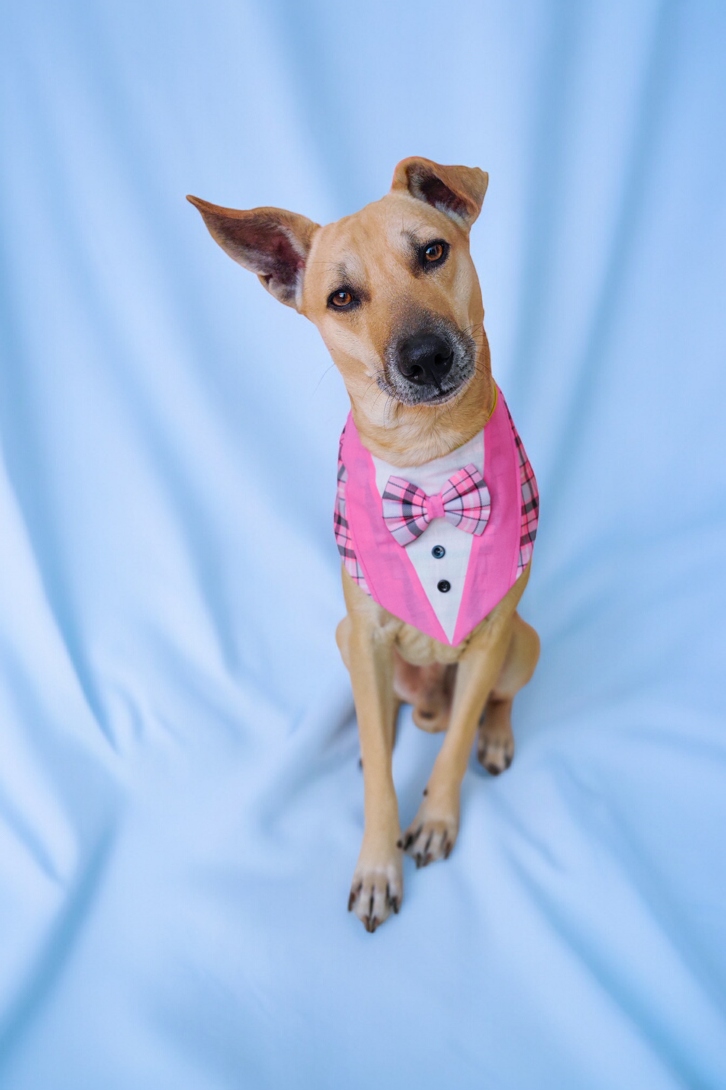 Pink Plaid Tuxedo Bandana