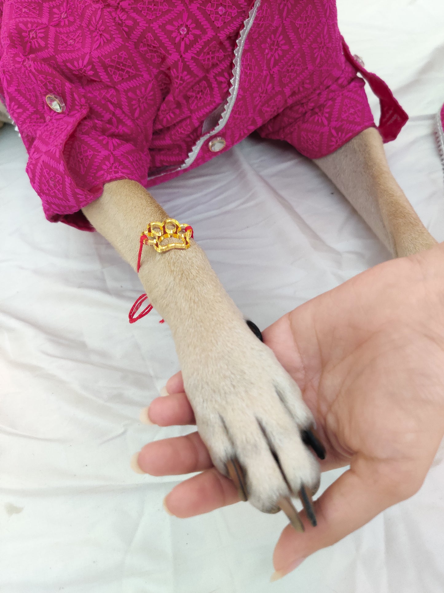Golden Paw Rakhi