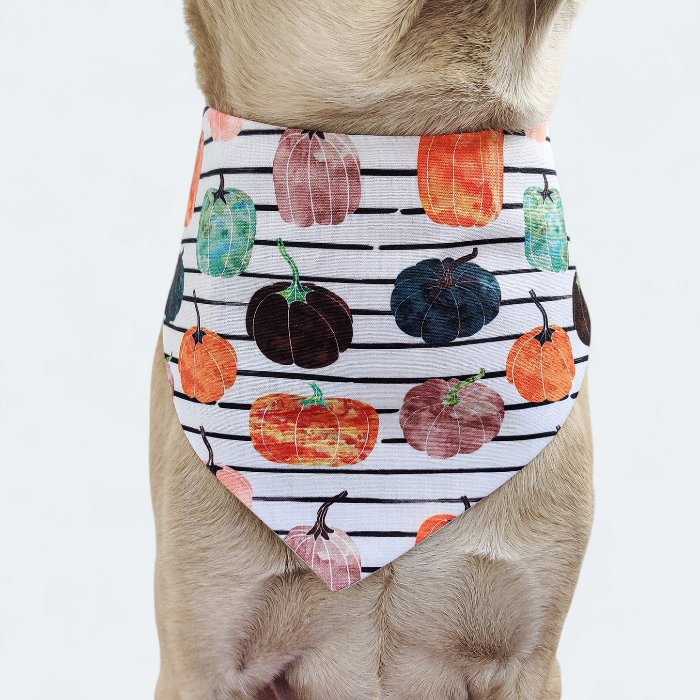 Oh my Pumpkin Bandana