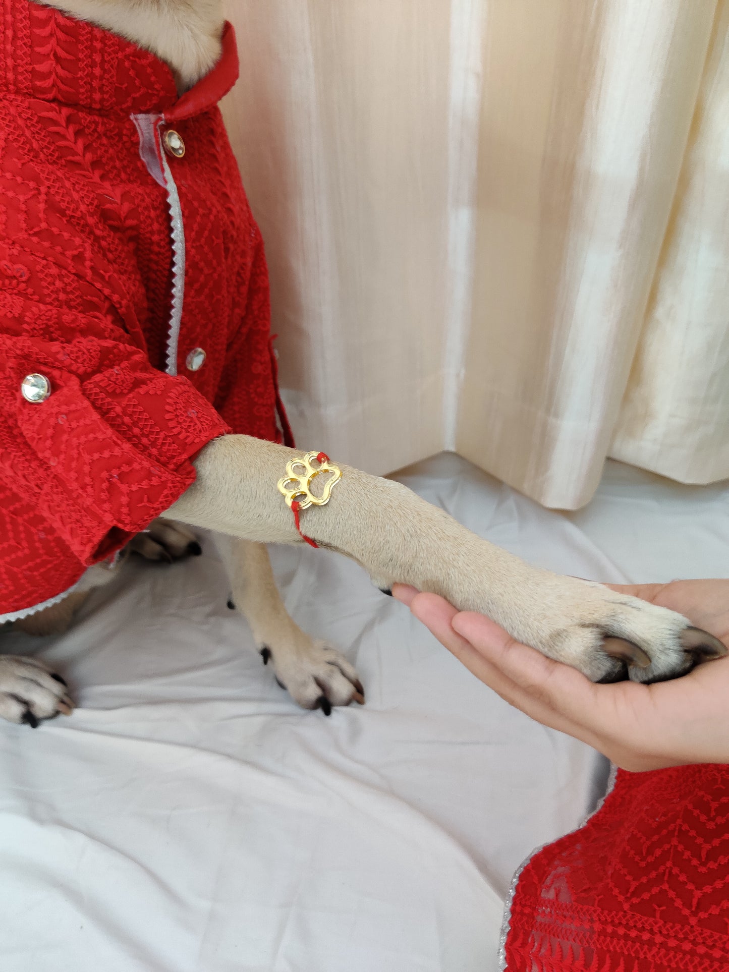 Golden Paw Rakhi