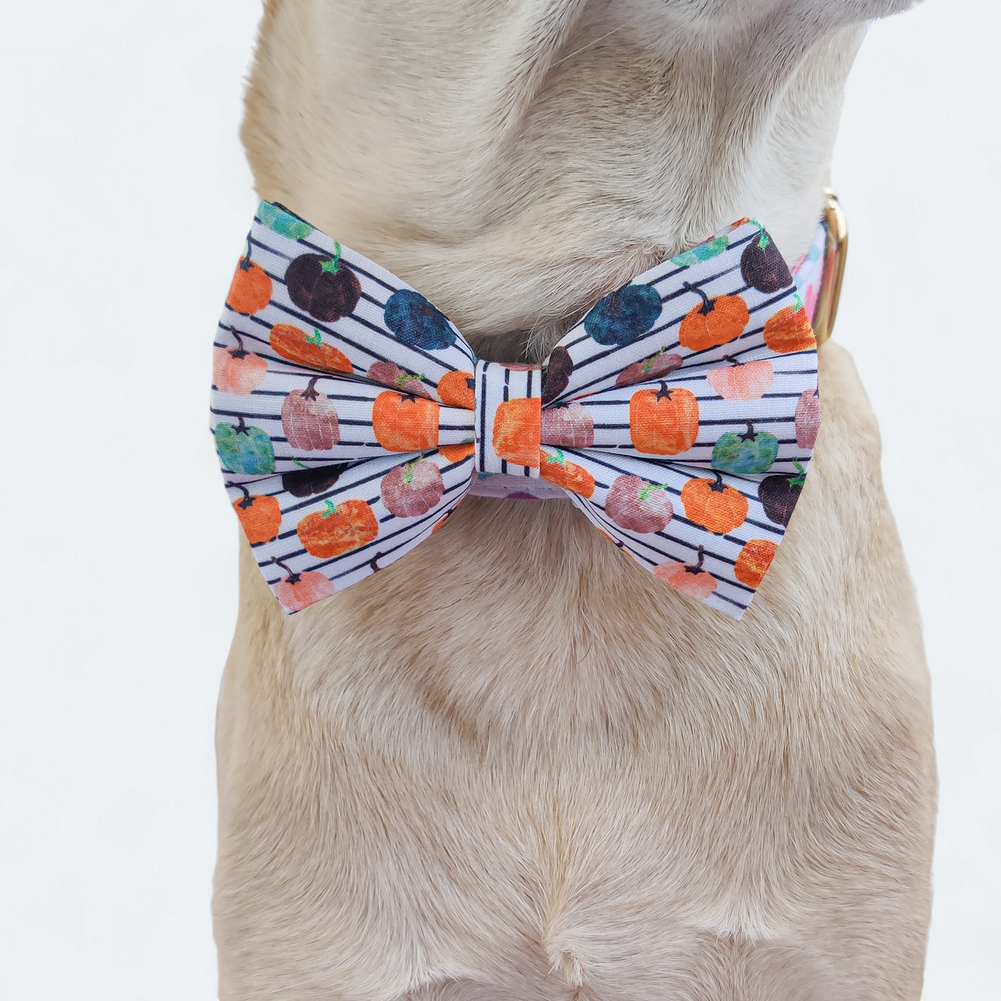 Oh my Pumpkin Classic Bow