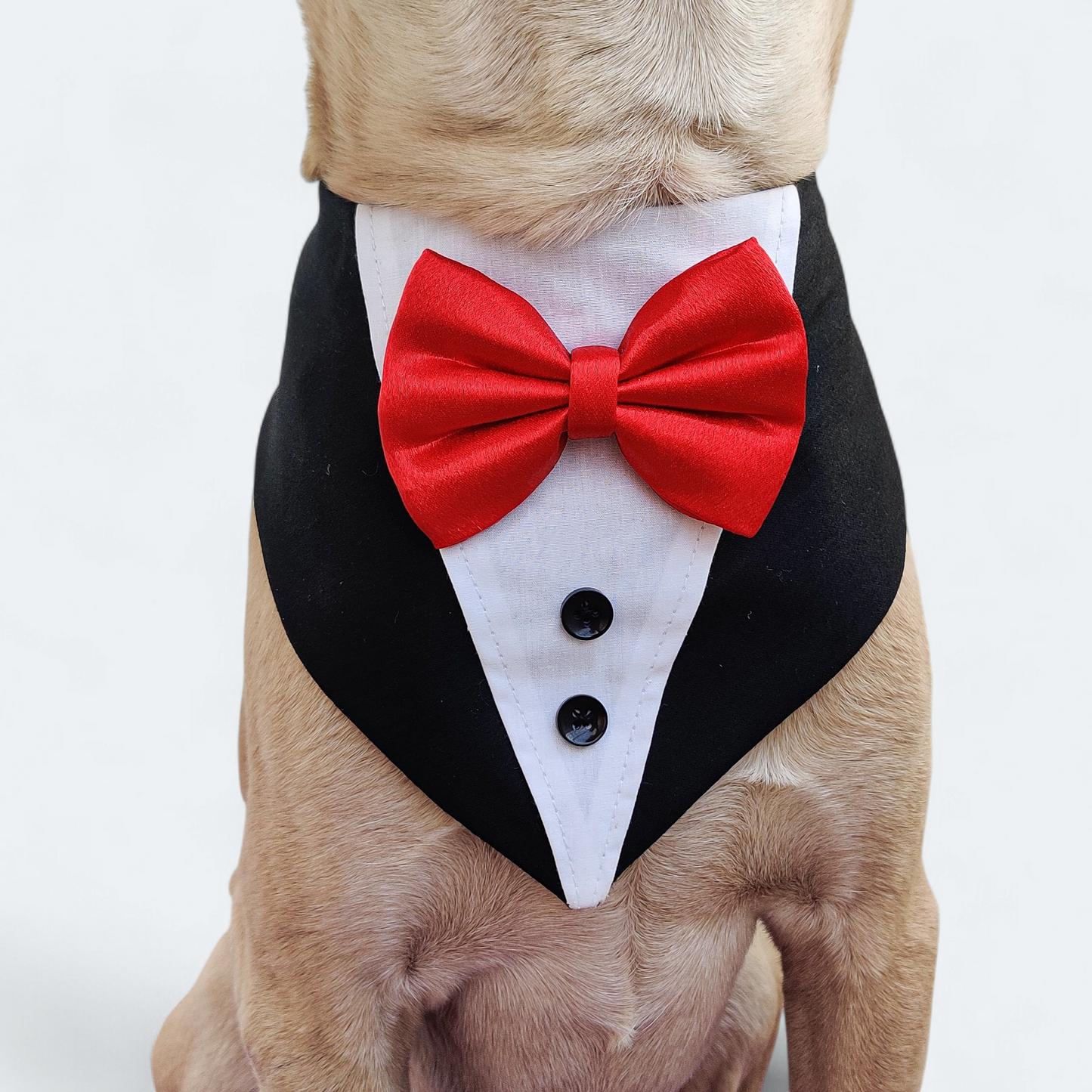 Little Gentleman Tuxedo Bandana for Dogs