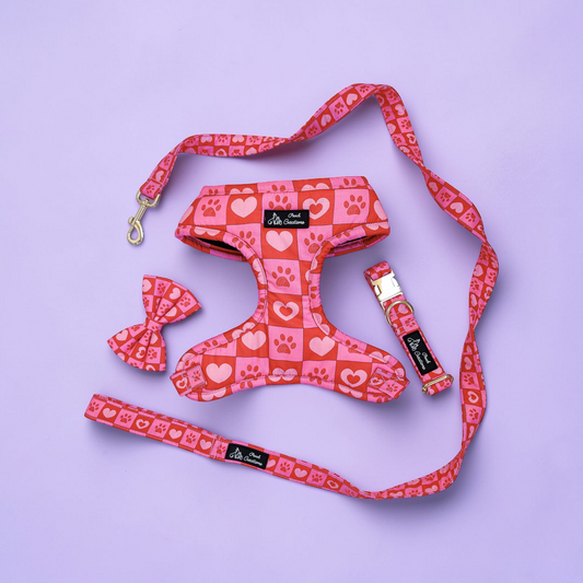 Checkmate Harness + Collar + Leash + Classic Bow