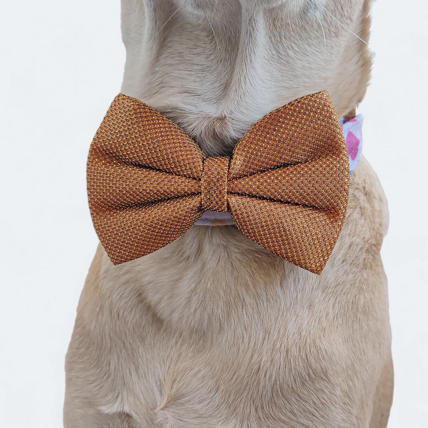 The Dapper Gold Classic Bow for Dogs