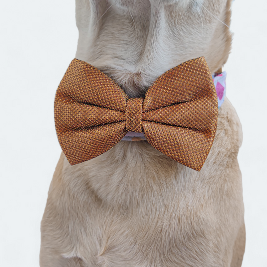 The Dapper Gold Classic Bow for Dogs
