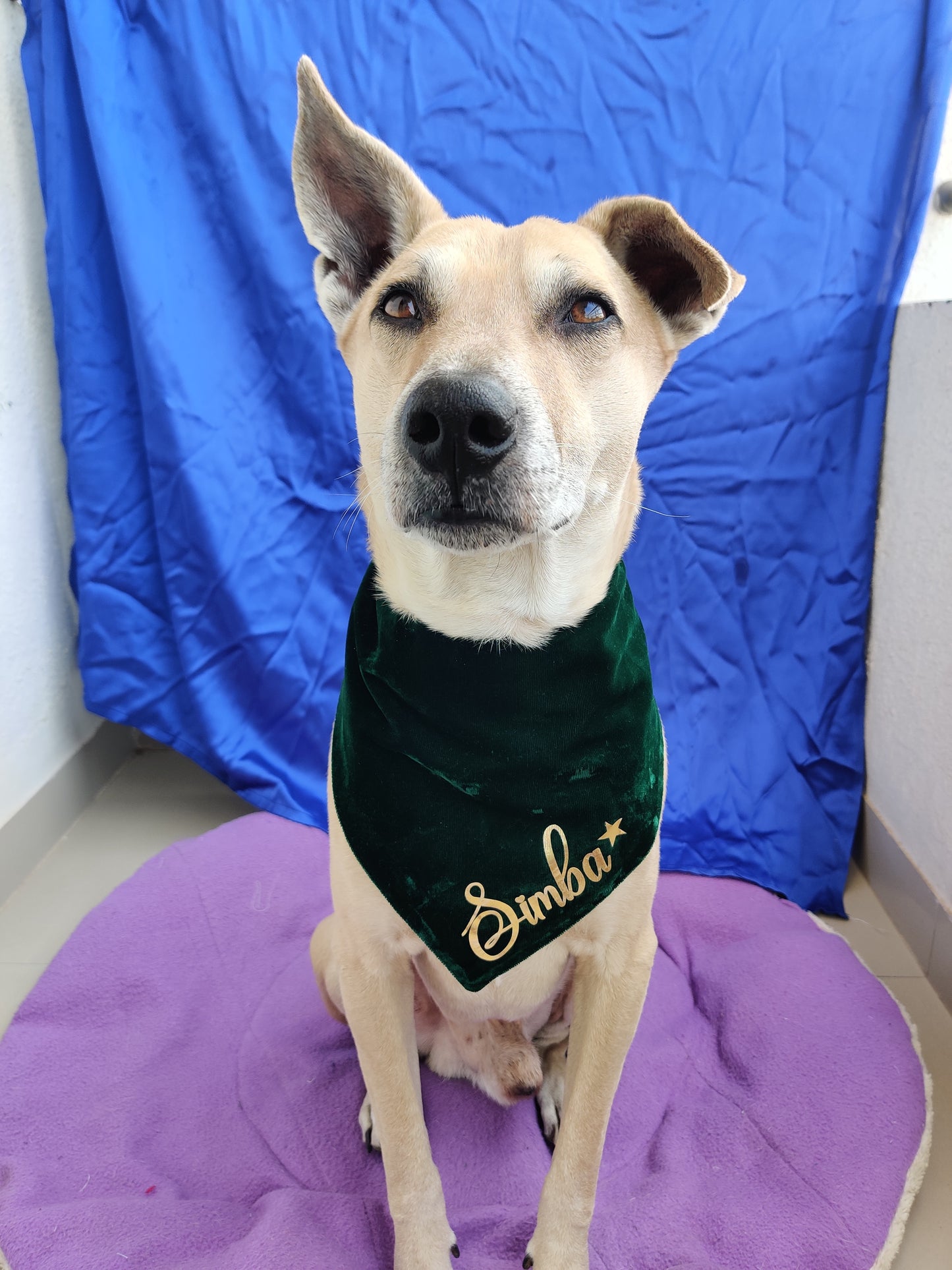 Green Velvet Bandana
