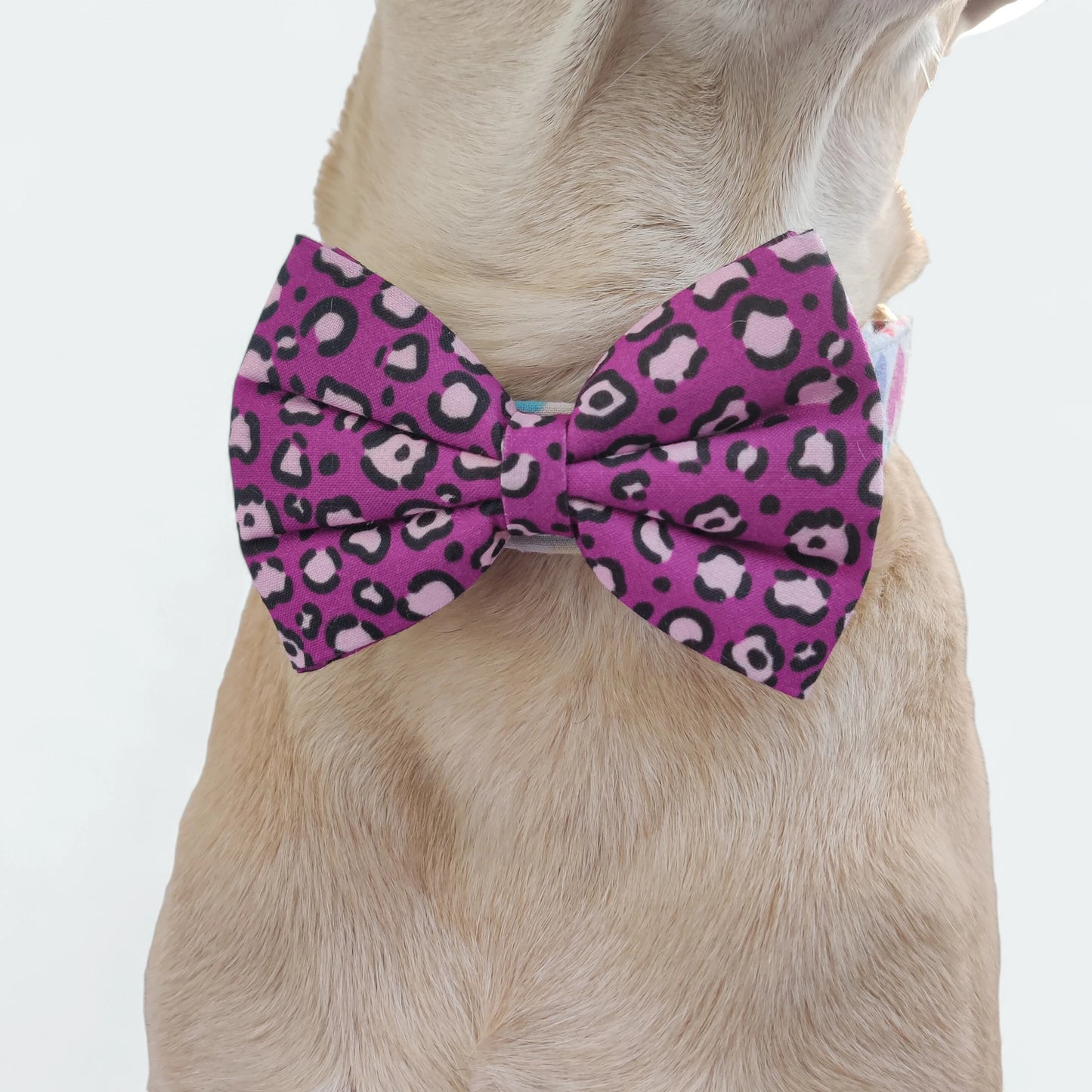 Purple Leopard Classic Bow for Dogs