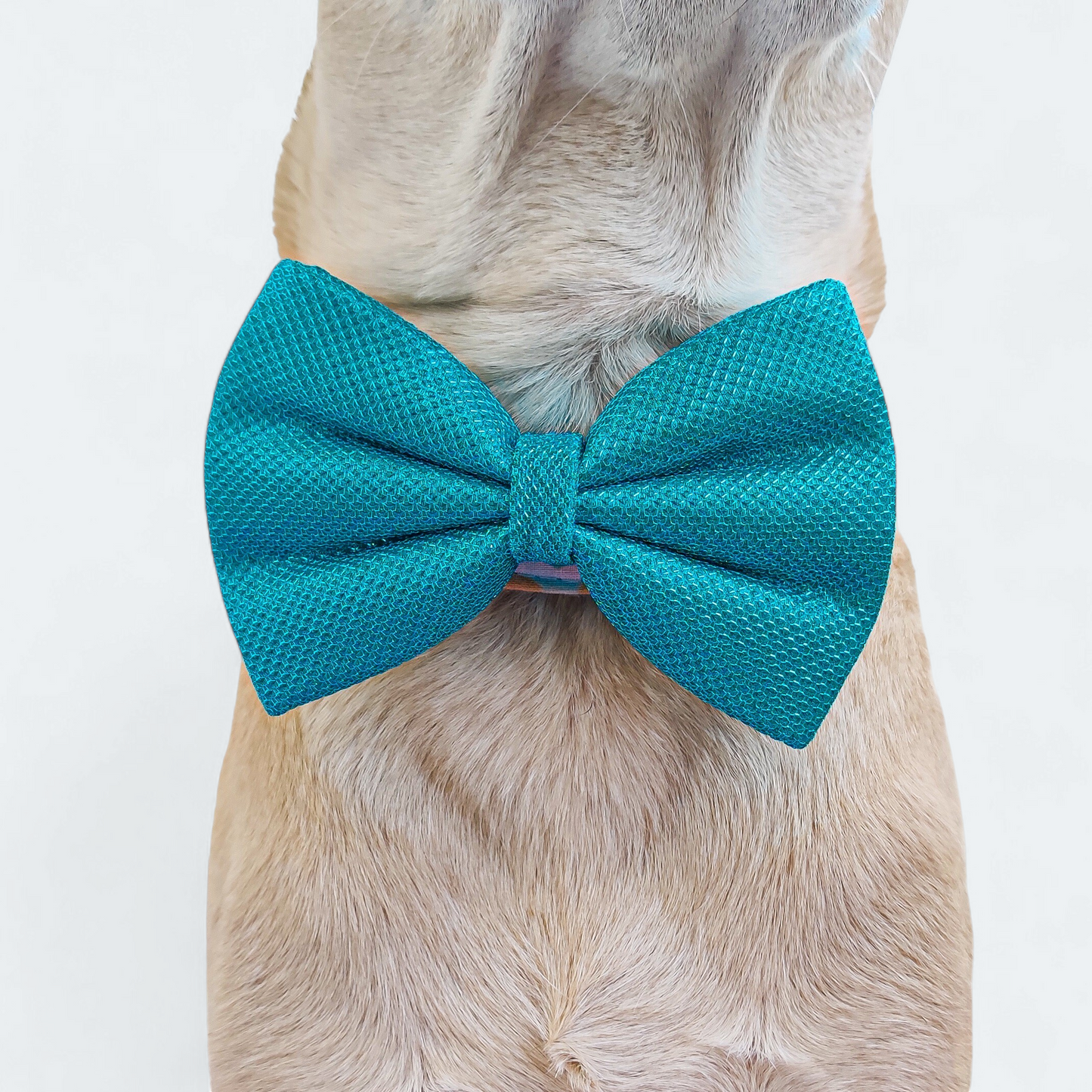 The Dapper Teal Classic Bow for Dogs