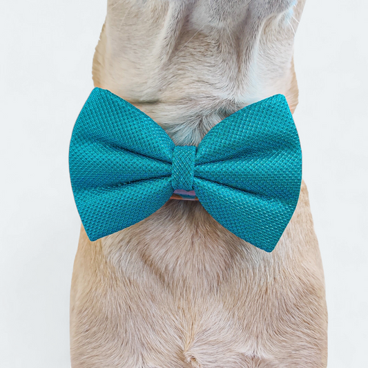 The Dapper Teal Classic Bow for Dogs
