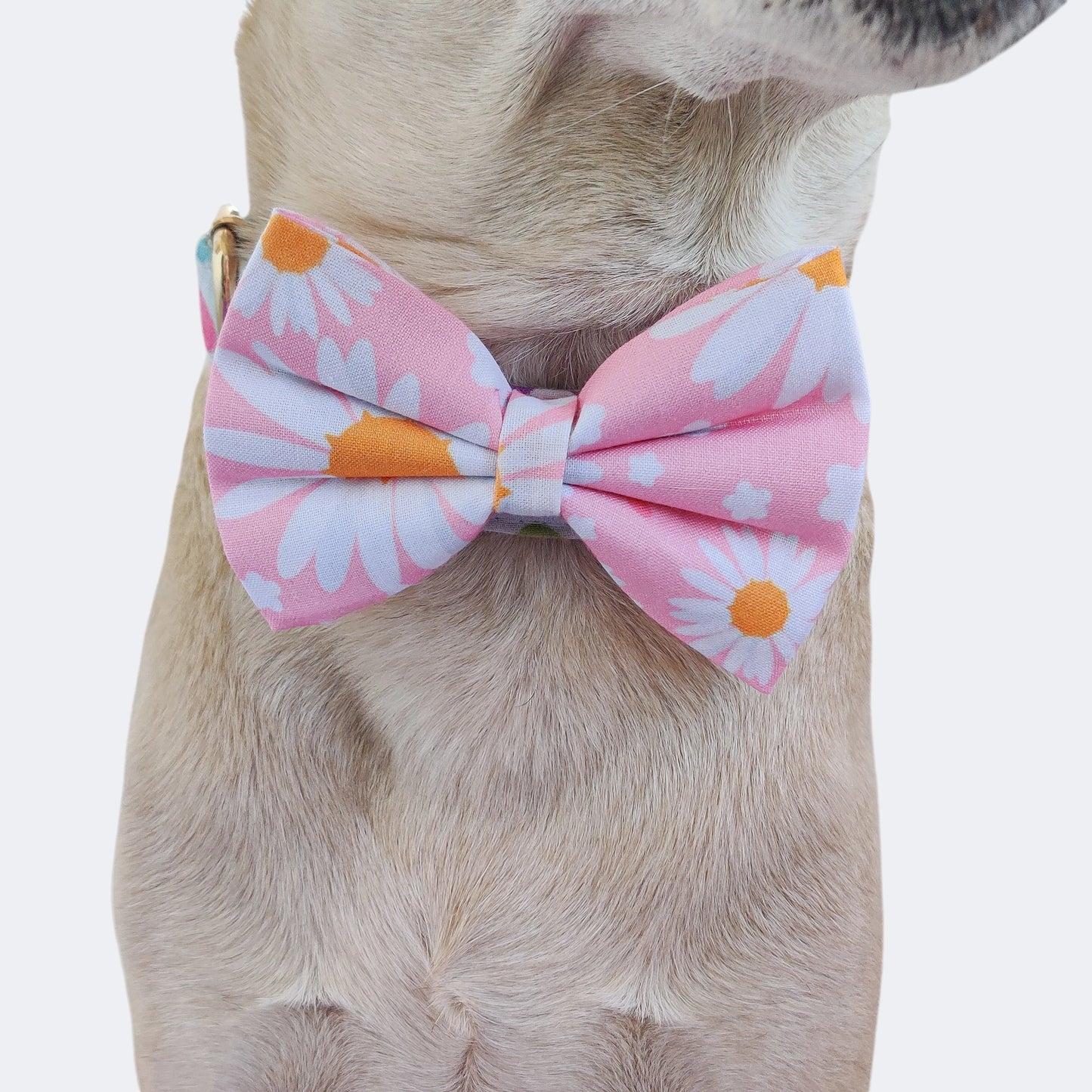 Dainty Daisy Classic Bow