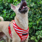 Red Stripes Harness