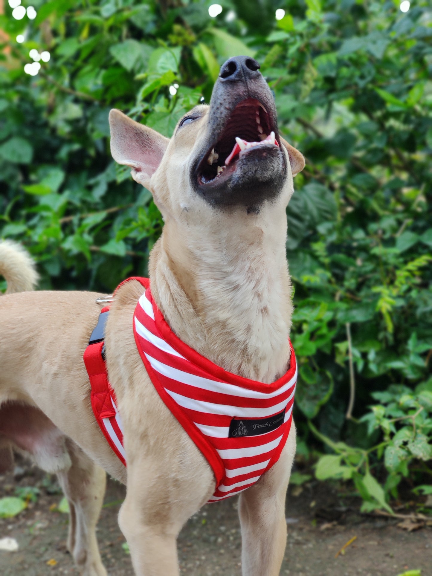 Red Stripes Harness
