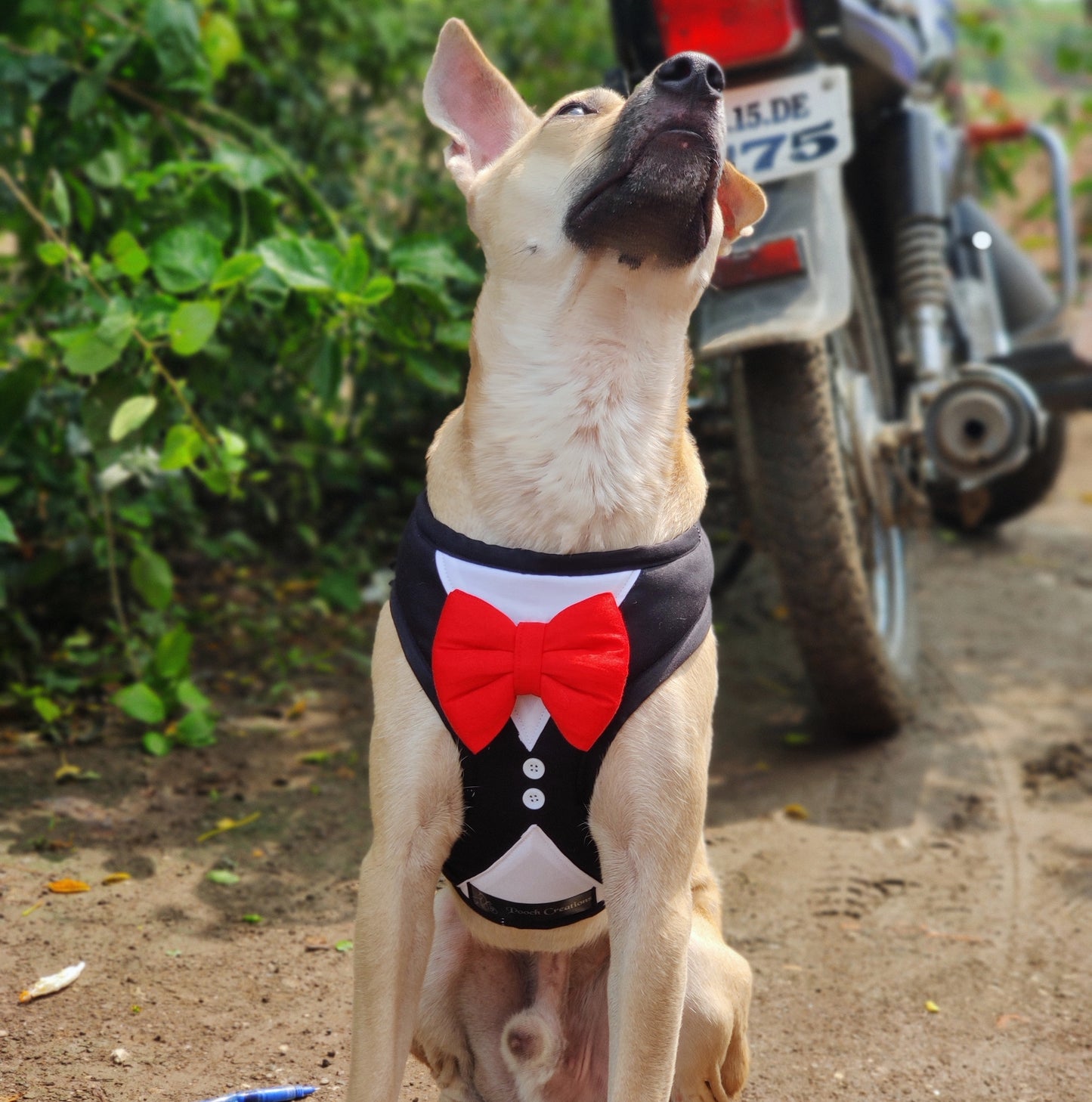 Tuxedo Harness