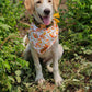 Honey Bunny Snap on Bandana