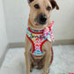 Sweet Heart Harness + Collar + Leash + Sailor Bow