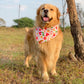 Christmas Ornament Bandana
